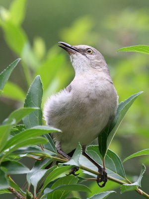 Mocking Bird