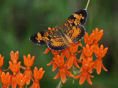 Checkerspots, Crescents and Patches