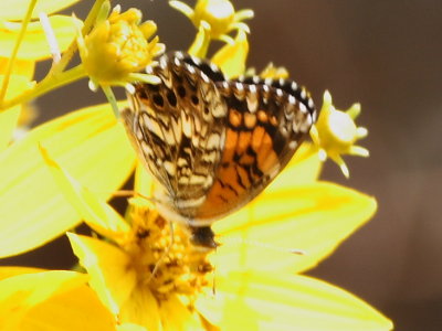 Gorgone Checkerspot