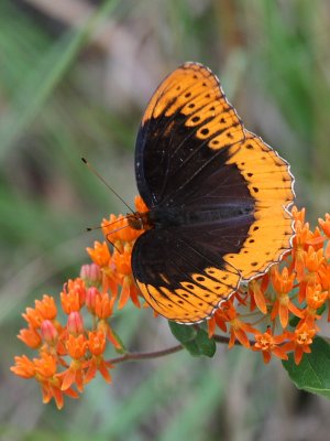 Diana Fritillary