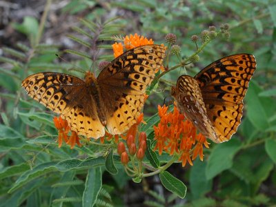 Great Spangled Fritillary
