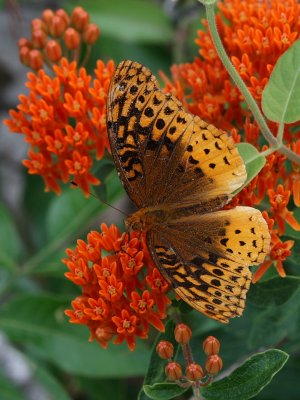 Great Spangled Fritillary
