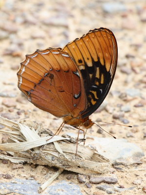 Diana Fritillary