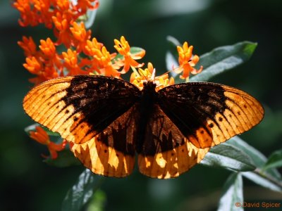 Diana Fritillary