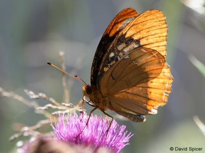 Diana Fritillary