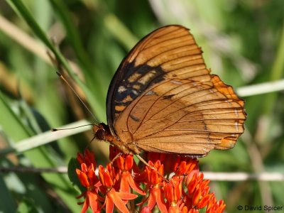 Diana Fritillary