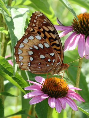 Great Spangled Fritillary