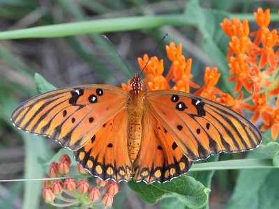 Gulf Fritillary
