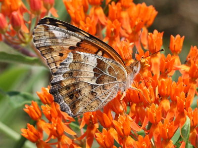 Variegated Fritillary