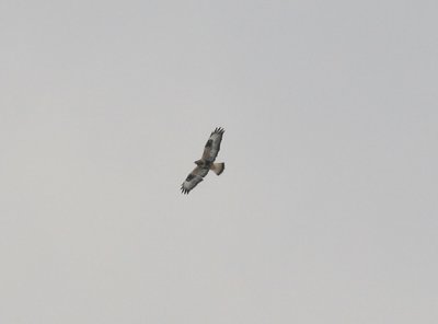 Birds in Sweden