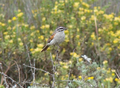 South African birds