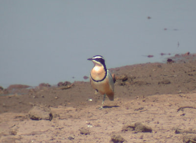 Birds in Gambia