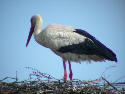 Birds in Spain