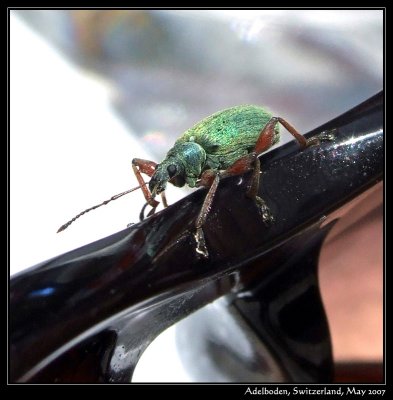 Beetle on sunglasses
