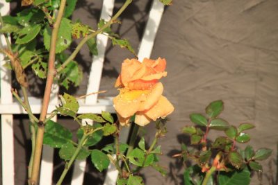 Last rose of the season