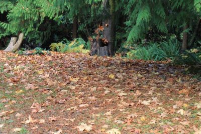Fallen leaves