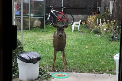 Tiny deer