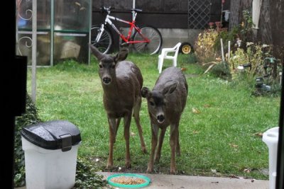 Two tiny deer