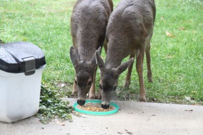 Double treats