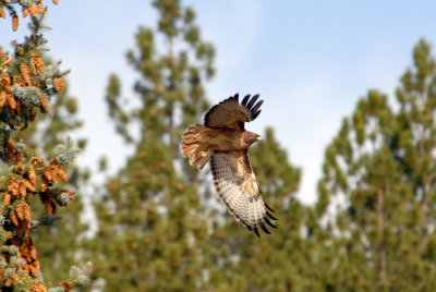 Red-tailed Hawk