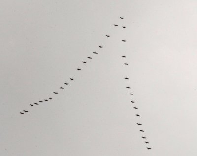 Sandhill Cranes