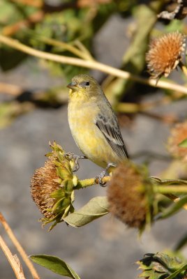 Lesser Goldfinch