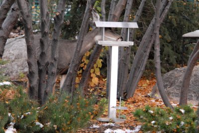 Feeder Cleaner