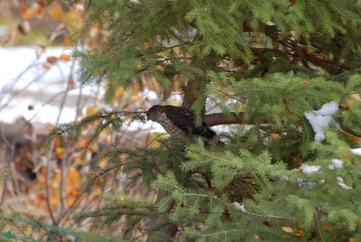 Sharp-shinned Hawk