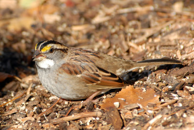 White-throated Sparrow