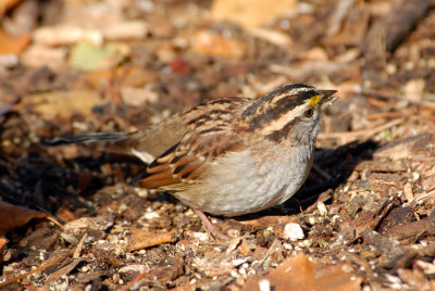 White-throated Sparrow