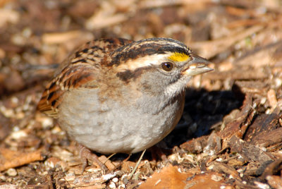 White-throated Sparrow