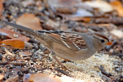 White-crowned Sparrow