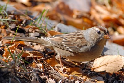 White-crowned Sparrow