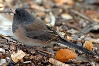 Dark-eyed Junco