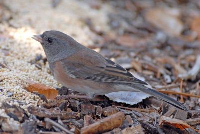 Dark-eyed Junco
