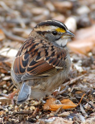 White-throated Sparrow