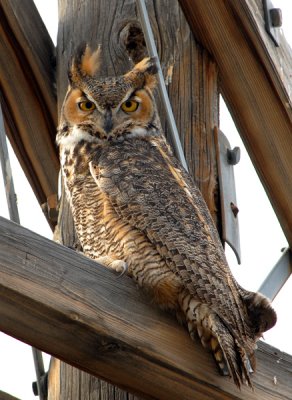 Great Horned Owl