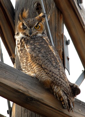 Great Horned Owl