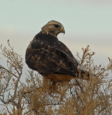 Rough-Legged Hawk