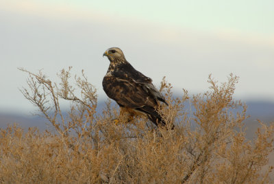 Rough-Legged Hawk
