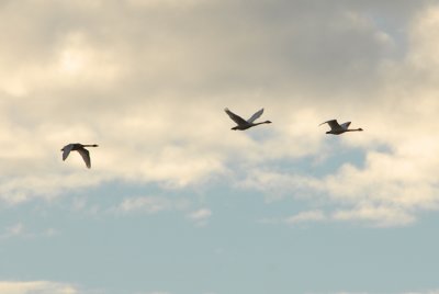 Tundra Swans