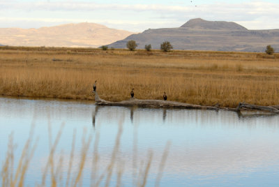Cormorant
