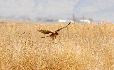 Northern Harrier
