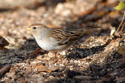 White-crowned Sparrow
