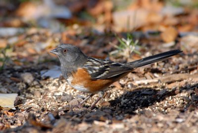 Spotted Towhee