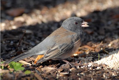 Dark-eyed Junco