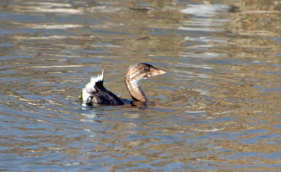 Pied-billed Grebe