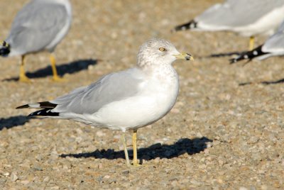 Gull