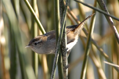 Marsh Wren