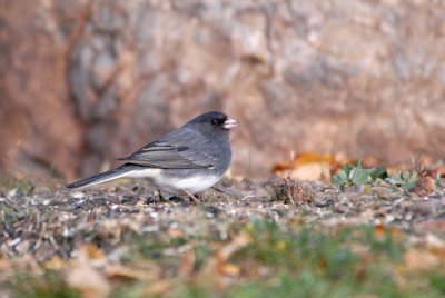 Dark-eyed Junco